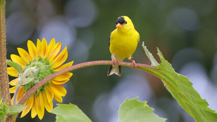 Yellow bird gold finch on sunflower