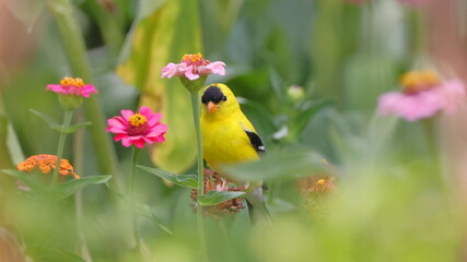 Yellow bird gold finch in dreamy flowers