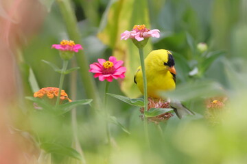 Yellow bird gold finch in dreamy flowers
