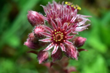 Nahaufnahme von Hauswurz-Blüten