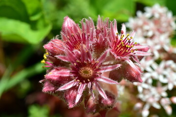 Nahaufnahme von Hauswurz-Blüten