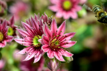 Nahaufnahme von Hauswurz-Blüten
