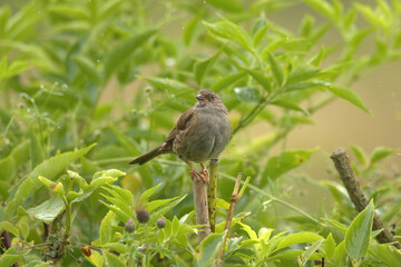 A young dunnock 