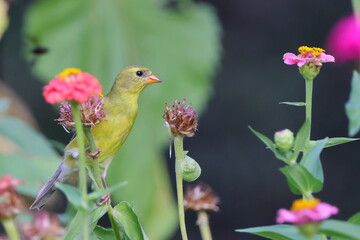 Vibrant yellow bird perched on a sunflower in a dark background