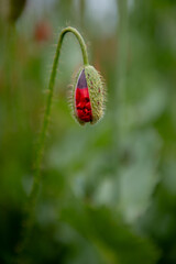 Poppy flower field, harvesting. Landscape, poppy seed.