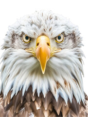 Obraz premium Majestic Bald Eagle CloseUp Portrait for Wildlife Conservation and Education