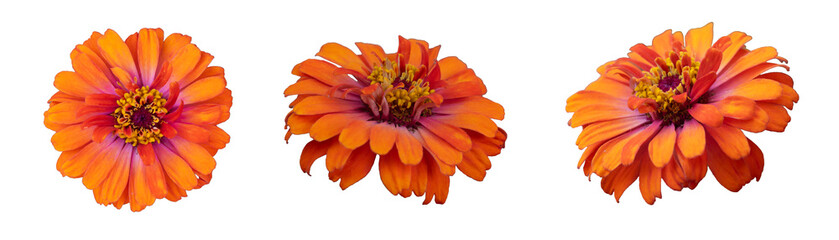 Zinia elegans isolated on white background