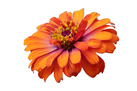 Zinia elegans isolated on white background