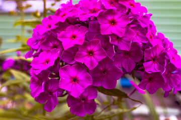 Beautiful pink phlox flowers in the garden. Beautiful pink, summer flowers of Phlox. Flowering branch of purple phlox in the garden 