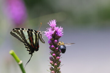 black and white swallow-tailed butterfly and bumble bee in flight among purple flowers