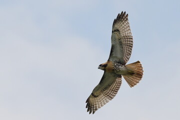 Fototapeta premium Cooper hawk in flight against cloudy blue sky. 