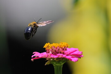 bee on flower