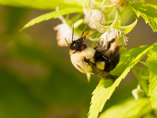 Bumblebee (Bombus sp.) on raspberry flowers in afternoon sun, in midwestern North America, close up 