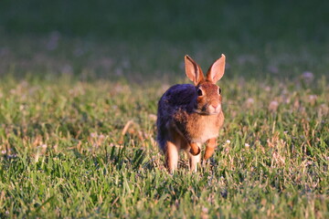 Cottontail rabbit running in the meadow