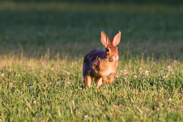 Cottontail rabbit running in the meadow