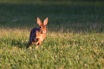 Cottontail rabbit running in the meadow