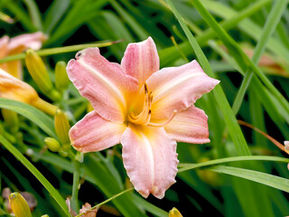 Hemerocallis daylily Pink Damask flower in a garden