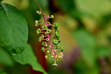 Knopsen und junge Blüten einer Kermesbeere