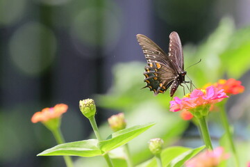 butterfly on flower