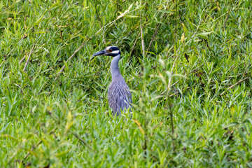 grey crowned crane bird