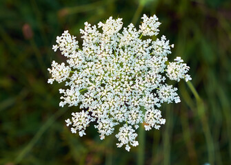 A close-up of a delicate white wildflower bloom, showcasing intricate petals and a natural beauty against a blurred green background. Perfect for nature and floral enthusiasts.