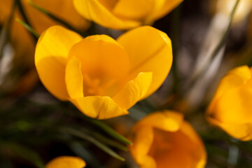 details of orange flowers in close-up in spring