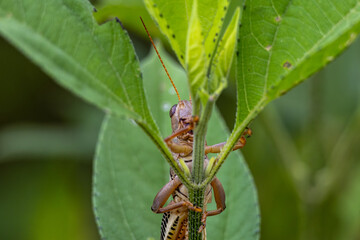 grasshopper on a leaf