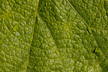 grape plantation with green leaves of grapes in summer