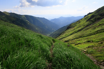 Parichvost valley, Jalovecka dolina, Western Tatras, Slovakia. High grass and path, trail and track for hikers. Top, peak and summit of mountain in the background. Sunny summer. © M-SUR