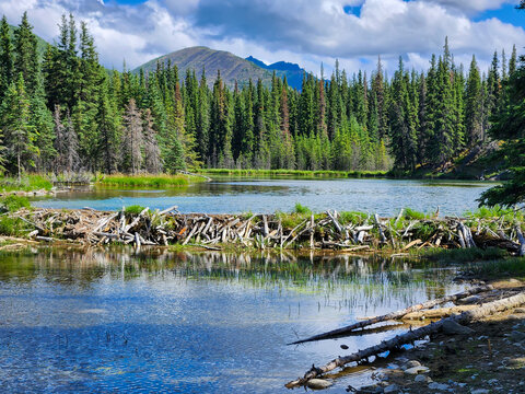 beaver dam