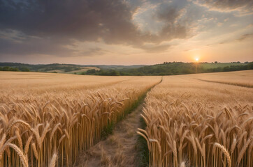 Obraz premium Wheat grows in a field against the background of sunset.