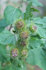green wild plant burdock with prickly buds on a stem with leaves in nature in a summer park