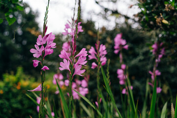 Crocosmai, pink flowers green leaves in portugal