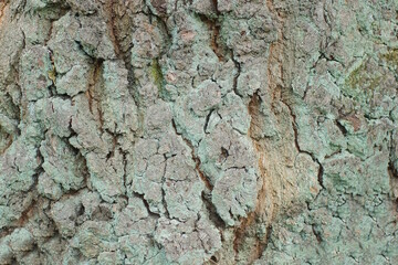 natural plant texture of gray bark and green moss on an oak tree