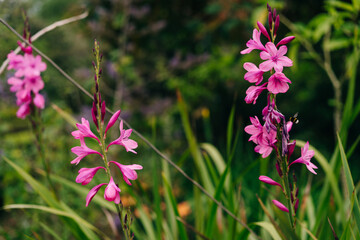 Crocosmai, pink flowers green leaves in portugal