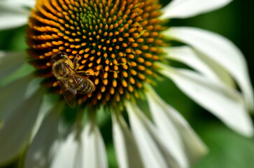 Biene auf einem weißen Sonnenhut