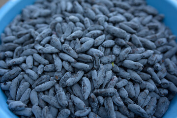 a bucket with the earliest honeysuckle berries