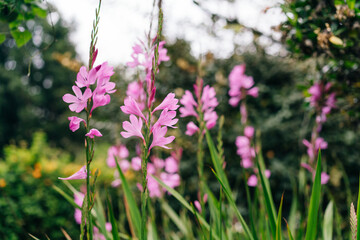Crocosmai, pink flowers green leaves in portugal