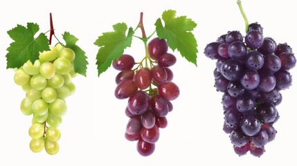 Obraz premium collection of red and white table grapes on a white background