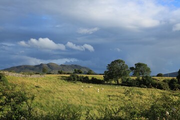 Landscape in rural County Sligo, Ireland featuring sheep grazing on green hillside fields of...