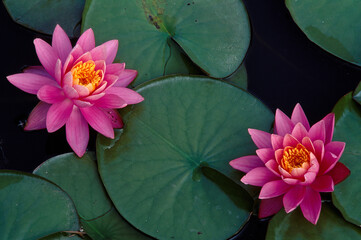 Bright pink water lillies floating on a calm pond