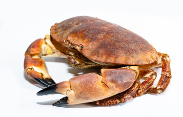 Atlantic Irish raw crab on the white background. 