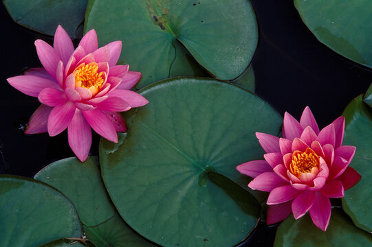 Bright pink water lillies floating on a calm pond