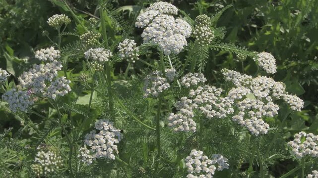 medicinal yarrow herb blossoming on field at sunny day. close up