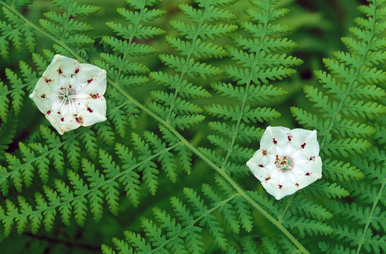 Mountain Laurels and Ferns