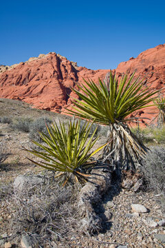 Mojave Yucca at Red Rock Canyon