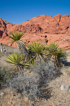 Mojave Yucca at Red Rock Canyon