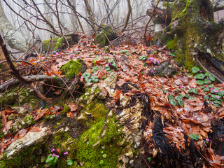 snow, fog and green plants in nature in the first days of spring