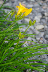 Close up of sharp flower buds (Stella D'Oro, Daylily) in the front and blurred on the background. Grey stones on the right Sunny summer day. Tallinn, July 2024