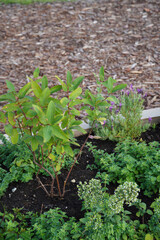 Close up of wooden box with green fresh herbs. Sunny day in the summer. Concept of growing, Brown background. Tallinn, July 2024